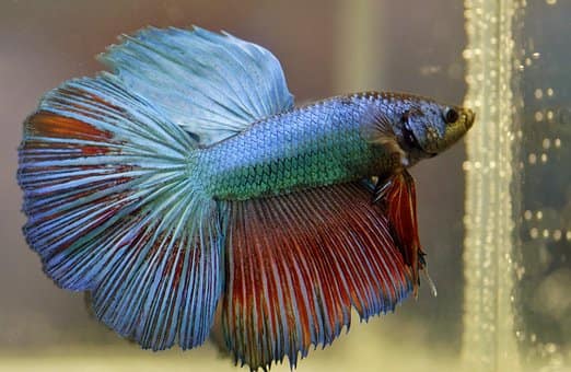 The Different Types of Betta Fish,their Care and Breeding